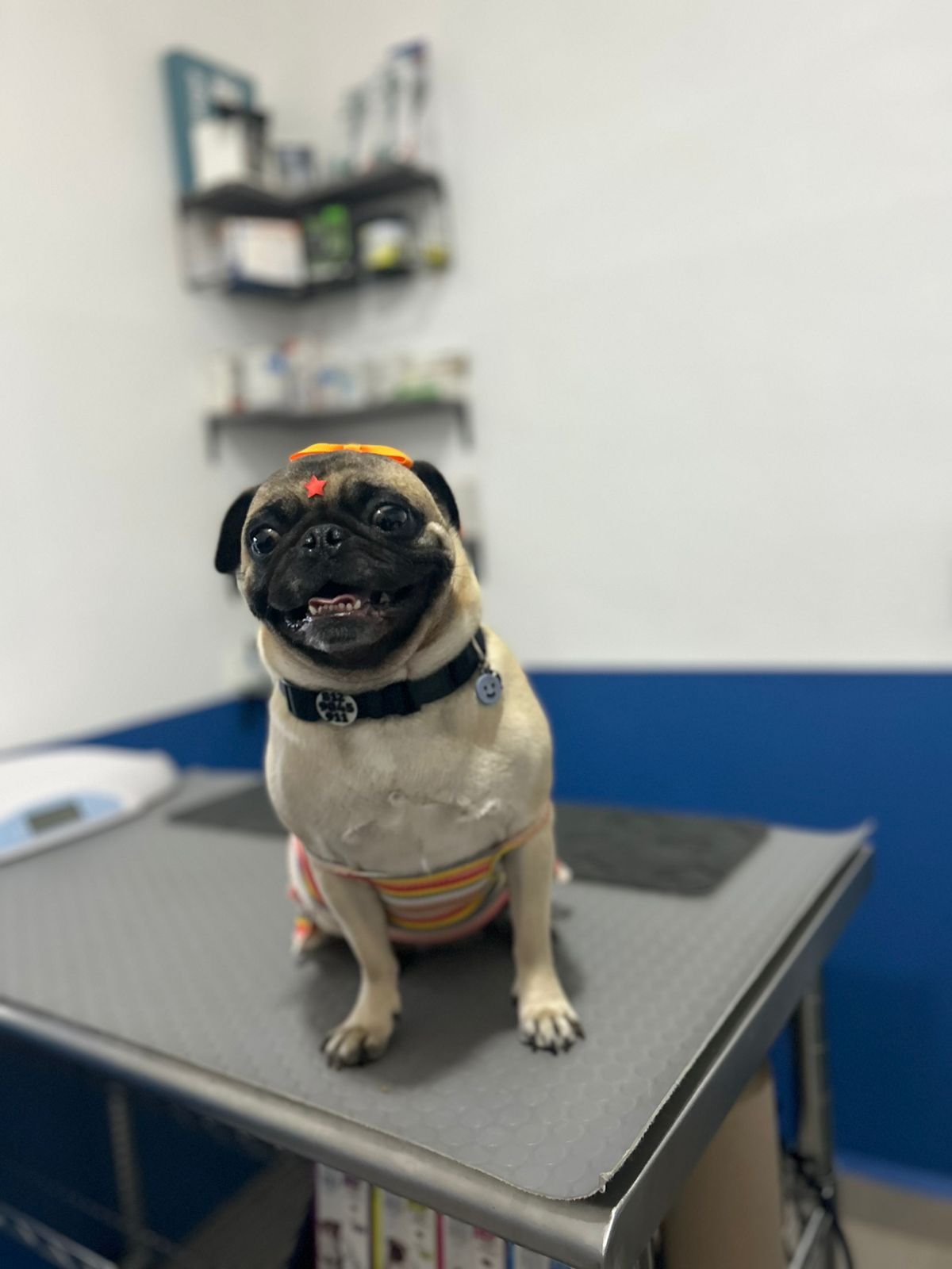 Cliente peludo 12